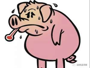 根据猪的呼吸信号判断疾病！