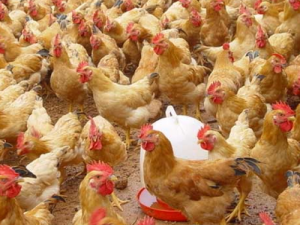 肉鸡冬季常见疾病及其防治技术