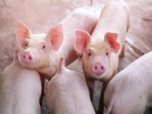 生猪供应持续改善，肉价依然下降空