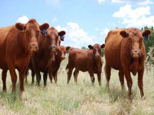 养牛中常见的两种疾病及其治疗方法！