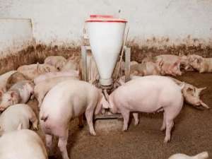 正确认识猪的营养特点和饲料要求