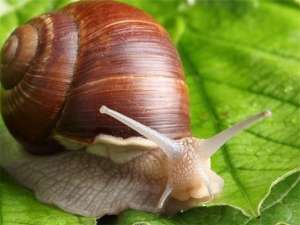 白玉蜗牛养殖的四大特点