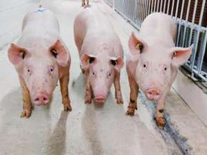 海南单一最高保额“生猪+期货”价格保险单降低水产养殖企业运营风险