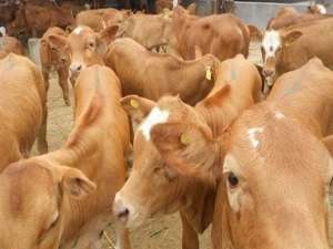 一头牛的价格是多少？2020年农村养牛收益与成本分析