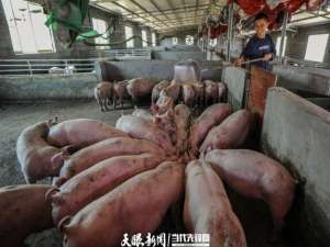 关注铜仁市养猪业“如何增加收入”:从副业到土猪到金猪