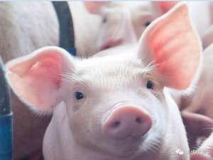 猪价全面暴涨，破17元/斤！24个省的生猪价格超过15元/斤！