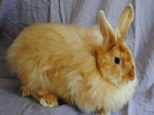 长毛兔的市场价格是多少，如何选择高产优质的长毛兔？