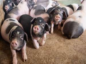 快速育肥猪的条件是什么？