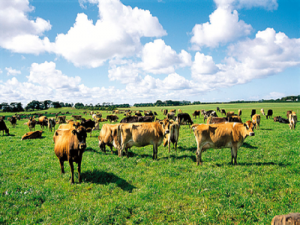 牛牧场的品种有哪些？牧场养牛应注意的事项