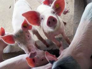 从4月1日开始！全国逐步限制生猪运输，六省出台“新运输规定”！生猪价格会受到影响吗？