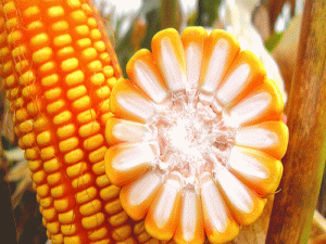 玉米供不应求的局面仍将持续，市场仍存在潜在风险和挑战