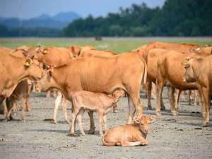 今年牛的价格是多少？养牛能赚钱吗？