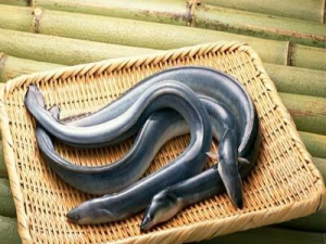 随着鳗鱼节的临近，日本主要鳗鱼产地的活鳗鱼价格继续波动