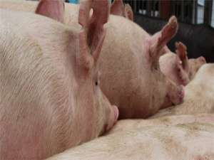 虽然市场上出现了猪荒，但是打压猪价的手段却频频加码，猪价也不是无止境的。