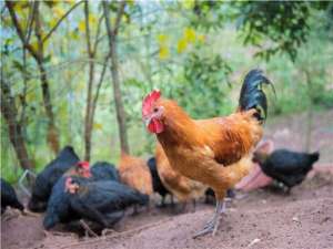 如何提高放养鸡饲料的利用率