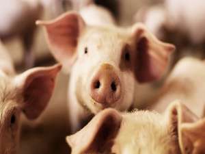 猪场如何使用催产素？你用对了吗？