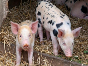 生猪屠宰增加水产养殖企业扩张年报业绩
