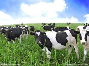 夏季如何饲养奶牛？夏季如何防暑降温奶牛？