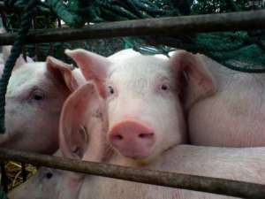 全国生猪供应形势正在好转，生猪价格可能再次降温