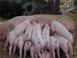 本文论述了正邦科技第一季度报告中生猪养殖成本高的原因及后续发展