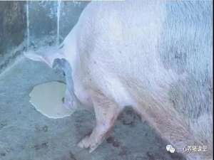 【经验贴】引起猪呕吐的其他几种疾病