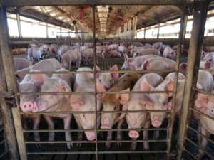 中国非洲猪瘟肆虐国际猪价，或者给澳洲带来新的机遇！