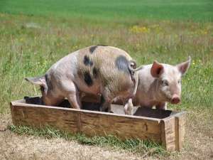 猪在热天吃得不好有几个原因。怎么解决？