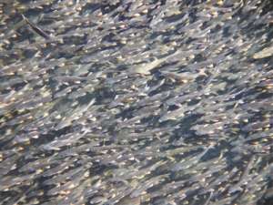 “拯救”黄鱼的生态回归——青海湖封湖养鱼3号报告