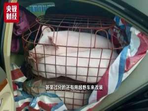 “炸猪集团”不顾禁令，在各省贩卖了一辆货车和24头猪