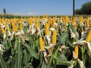 警惕玉米价格频繁波动影响产业链