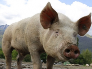 生猪养殖业:生猪周期的恢复与演绎