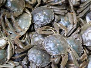 河蟹的繁殖条件是什么？河蟹文化有哪些误区？