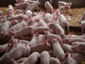 养猪场的牛共享“三天”管理规则，让你更容易养猪！