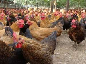 肉鸡冬季饲养管理方法