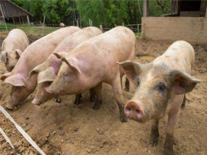 到年底，中国的生猪生产能力可能会恢复80%以上