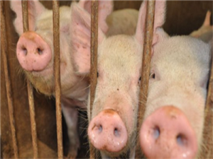 四川关调查四川猪复产后，肉价还能涨多久？