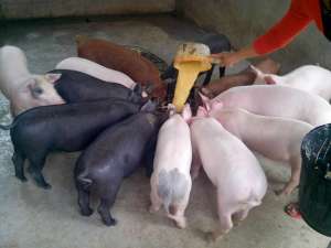 2020头小猪的价格是多少？养猪能挣多少钱？