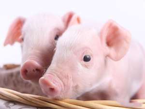 美国肉类短缺:生猪价格暴跌，人造肉销量飙升