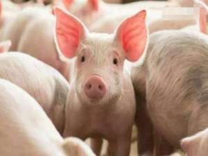 在广东，养猪能赚3110元？