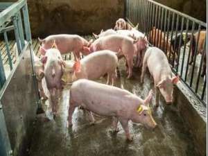 南方猪舍夏季湿度高的原因、危害及解决办法？