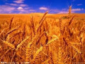 增加山东小麦供应缓解粮食企业采购压力