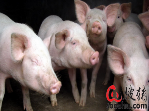 全国生猪生产能力恢复到正常年份的80%以上