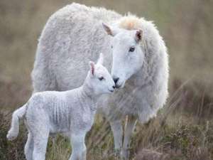 母羊产后瘫痪怎么办？