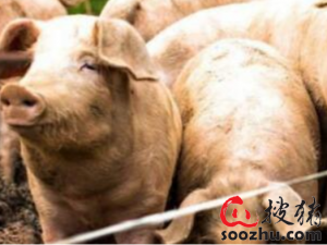 加强冬季生猪养殖管理的关键技术措施