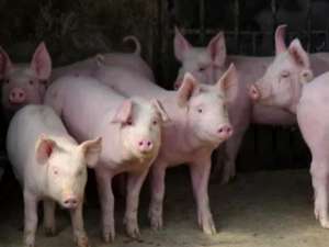 母猪和小猪短缺！中国最大的养猪省能否完成6000万头猪的任务？