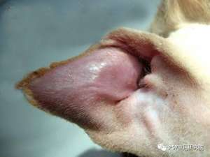 猪场小手术——猪耳血肿的防治