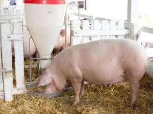 挑选母猪的小技巧，正确饲养母猪的方法！