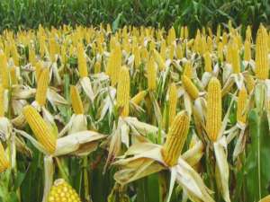 玉米面积扩大了2000多万亩，生产和需求之间的差距缩小了