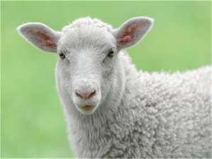 优质种羊的鉴别方法