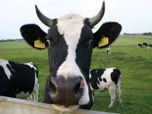 奶牛风湿病的症状、原因及预防措施